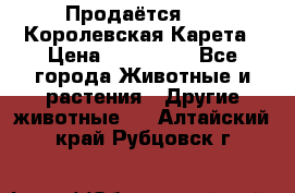 Продаётся!     Королевская Карета › Цена ­ 300 000 - Все города Животные и растения » Другие животные   . Алтайский край,Рубцовск г.